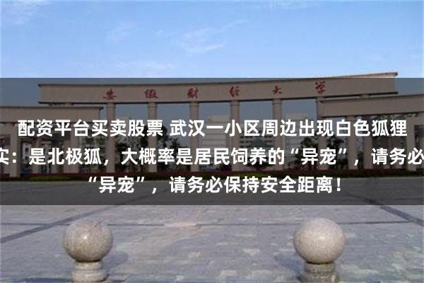 配资平台买卖股票 武汉一小区周边出现白色狐狸,相关部门证实:是北极狐,大概率是居民饲养的“异宠”,请务必保持安全距离!
