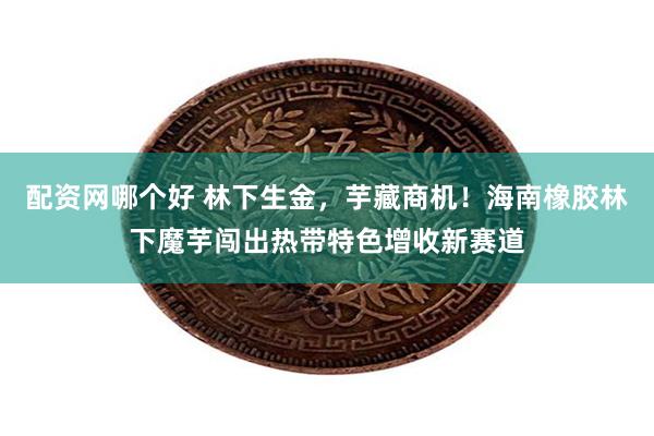 配资网哪个好 林下生金，芋藏商机！海南橡胶林下魔芋闯出热带特色增收新赛道