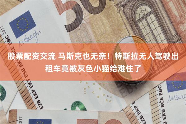 股票配资交流 马斯克也无奈！特斯拉无人驾驶出租车竟被灰色小猫给难住了